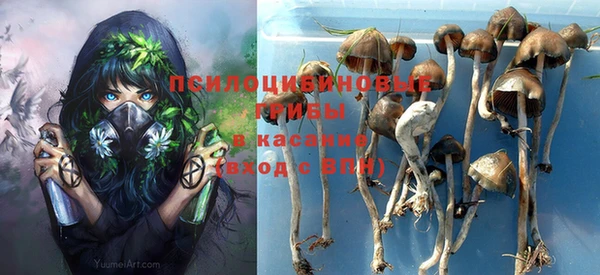 индика Каменногорск