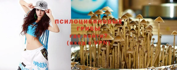 индика Каменногорск